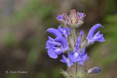 Salvia cana